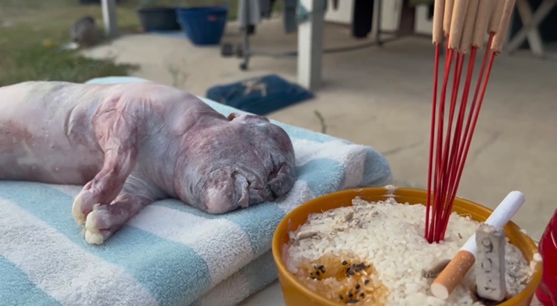 ลูกหมูประหลาด