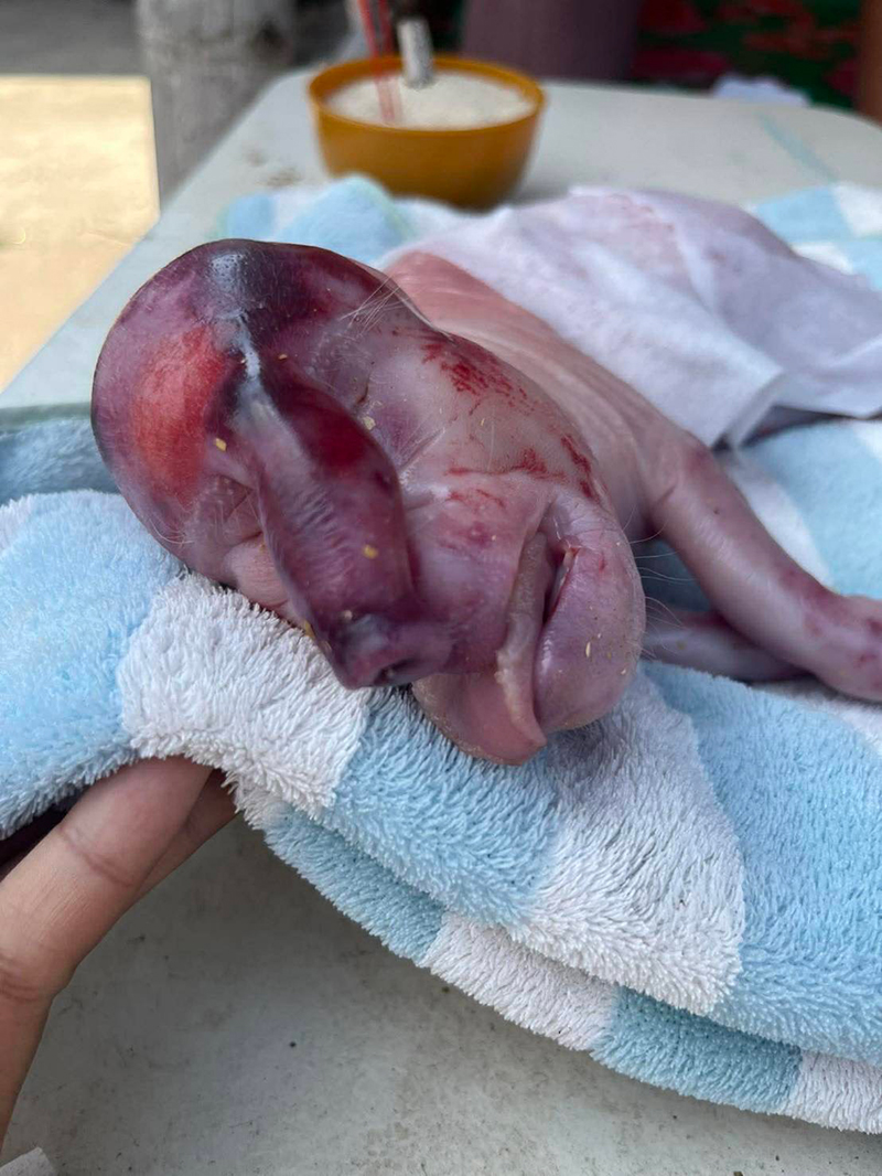 ลูกหมูประหลาด