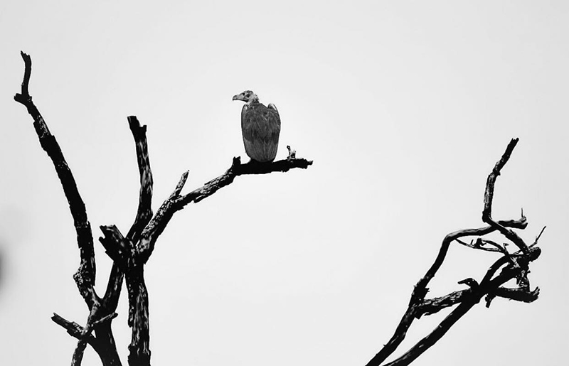 หนุ่ม กรรชัย