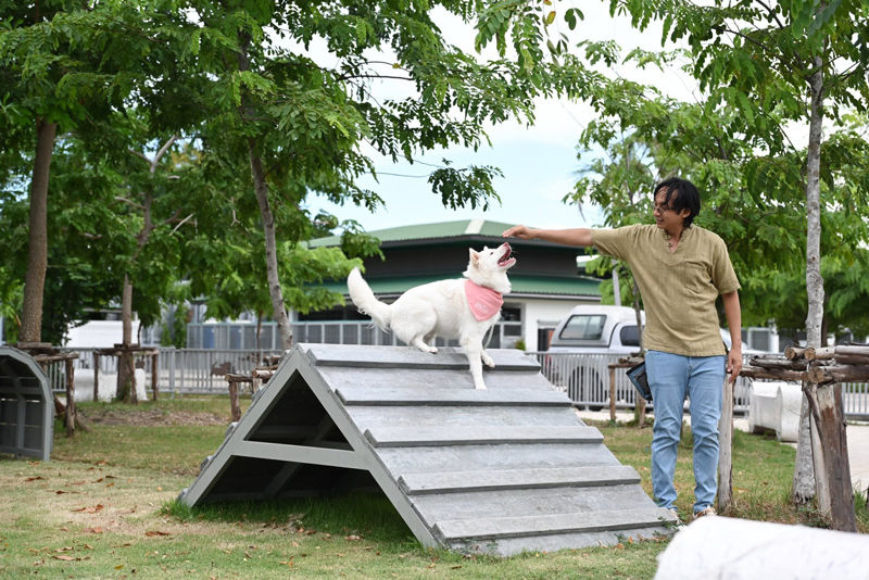 น้องหมาน้องแมวที่รอคอยการอุปการะจากโครงการ BKK Adopter