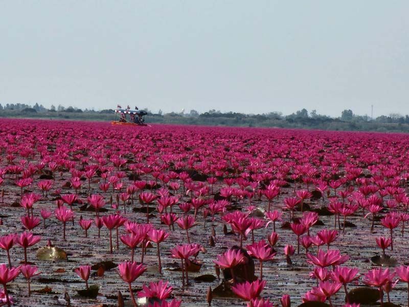 ทะเลบัวแดง