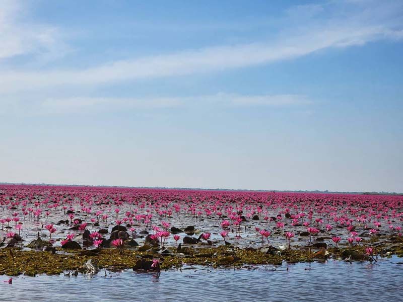 ทะเลบัวแดง