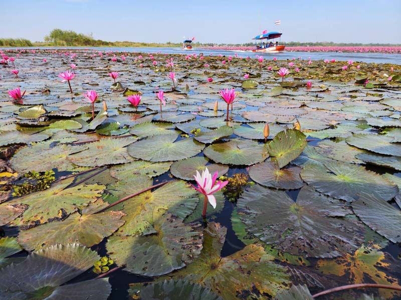 ทะเลบัวแดง