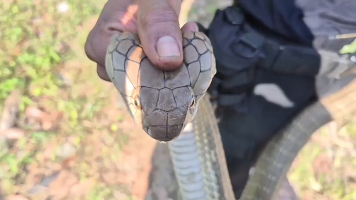 งูจงอาง