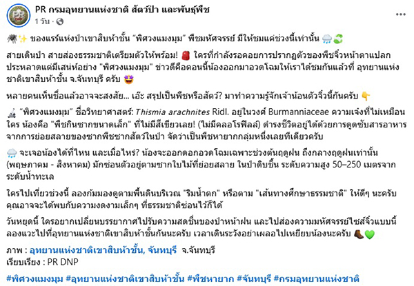 พิศวงแมงมุม