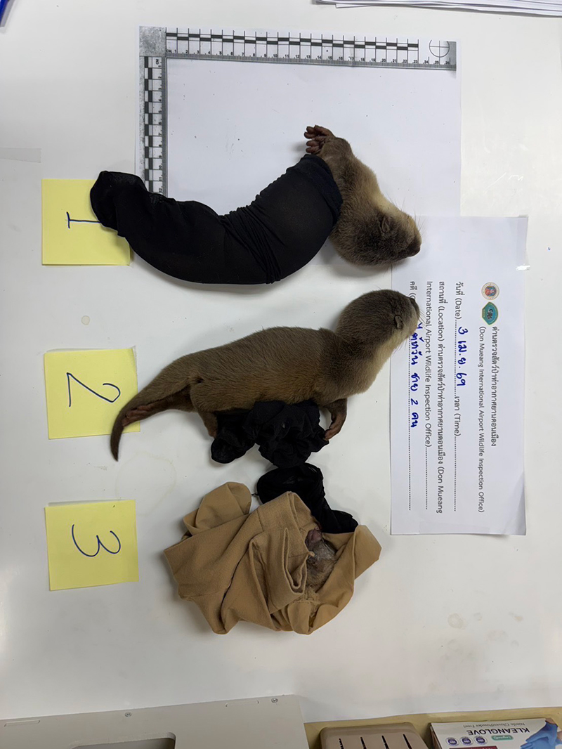 สกัดจับแก๊งขนสัตว์ป่าข้ามชาติ