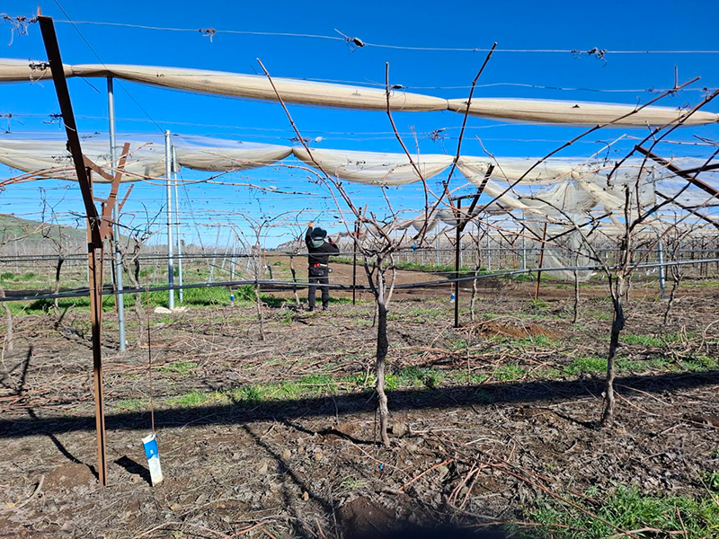 แรงงานไทย