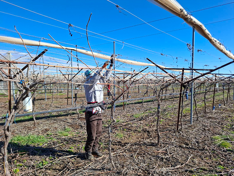 แรงงานไทย