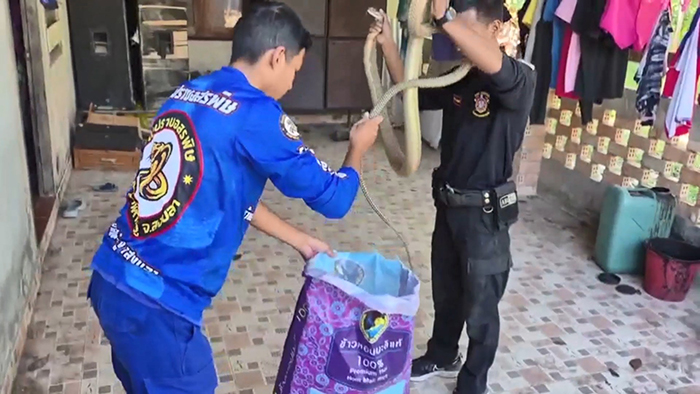 งูจงอาง