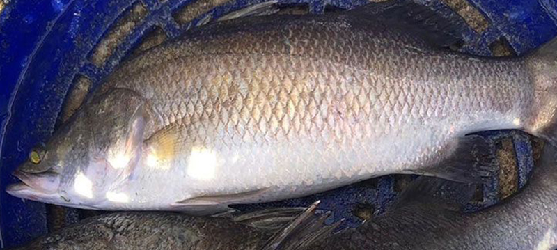 พาณิชย์จ่อเพิ่ม 7 สินค้าควบคุม