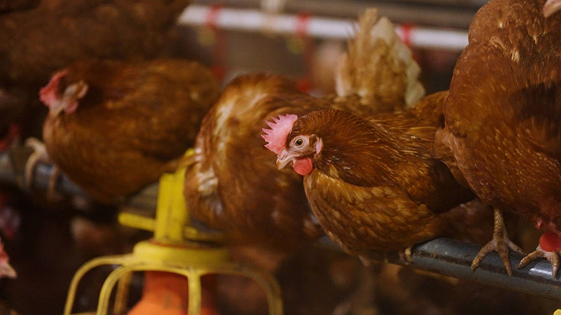 บริษัท เกษมชัยฟู้ด จำกัด