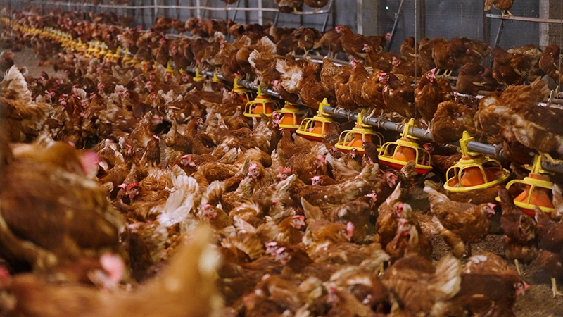 บริษัท เกษมชัยฟู้ด จำกัด