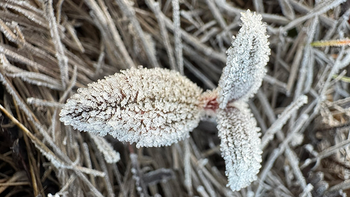 เลย แม่คะนิ่ง ภูกระดึง