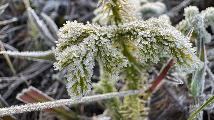 เลย แม่คะนิ่ง ภูกระดึง