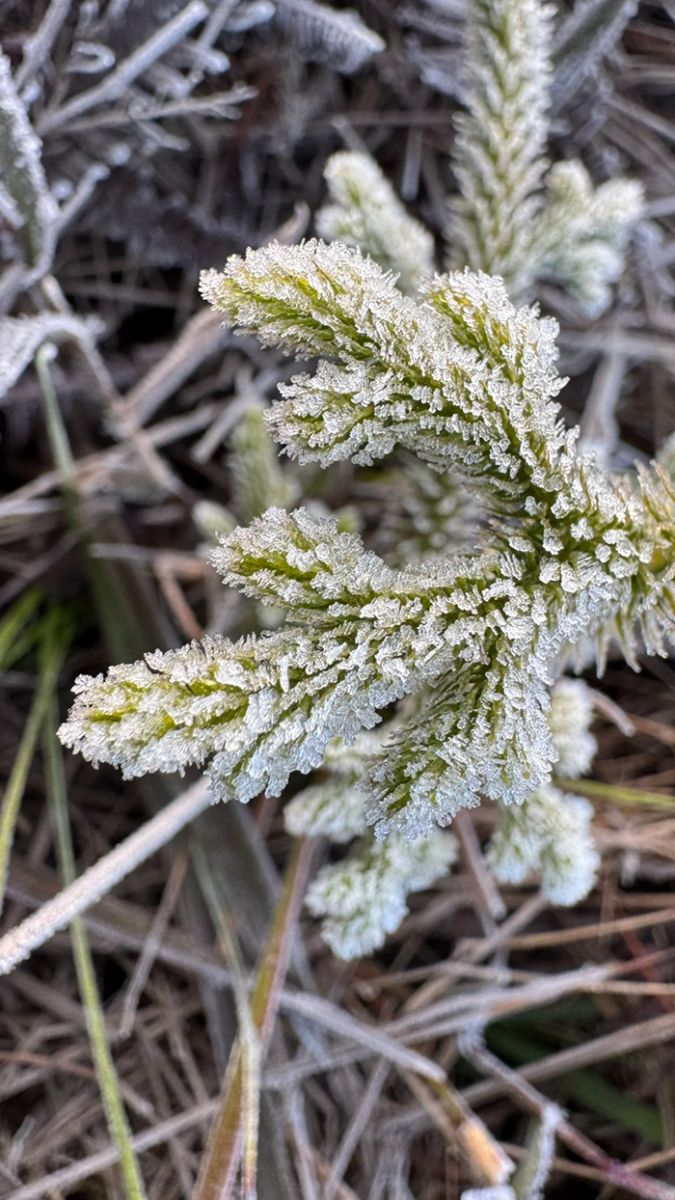 เลย แม่คะนิ่ง ภูกระดึง