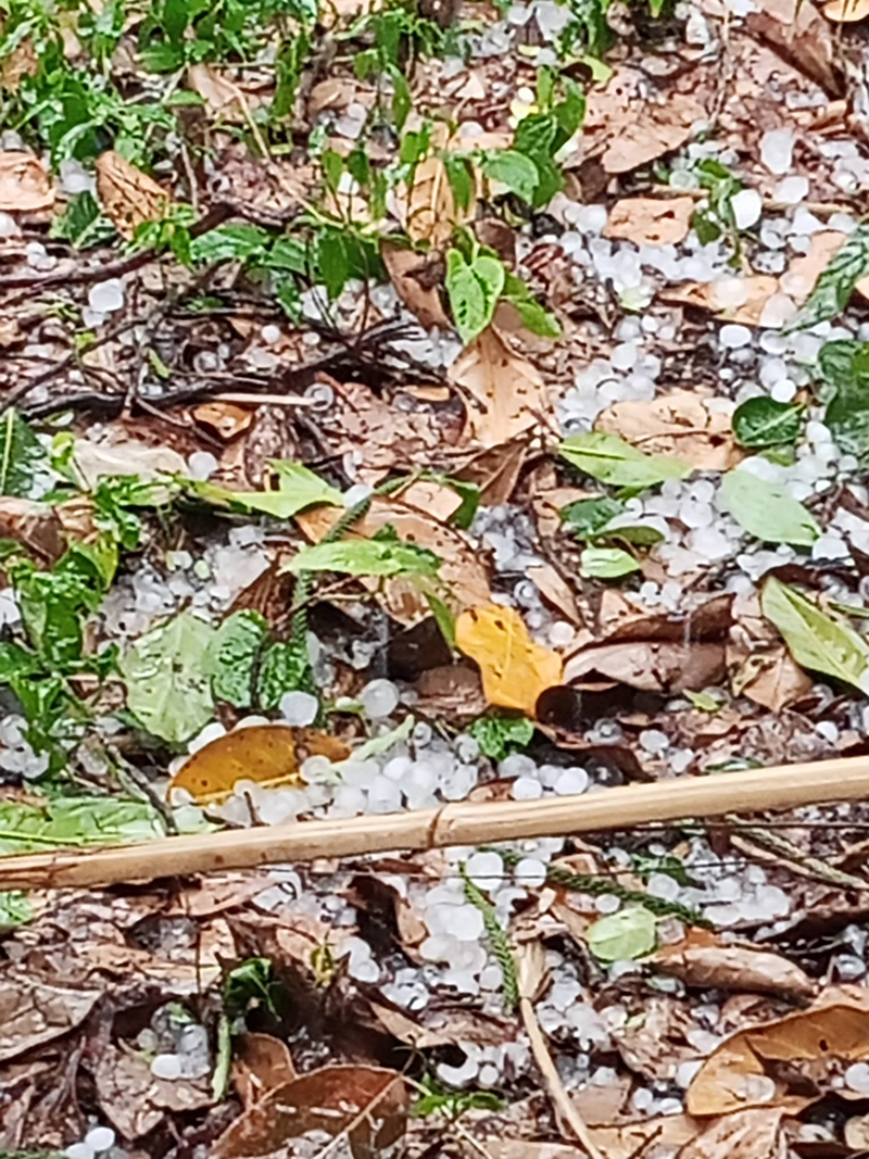 ลูกเห็บ