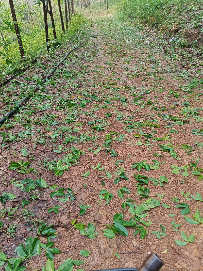 ลูกเห็บ