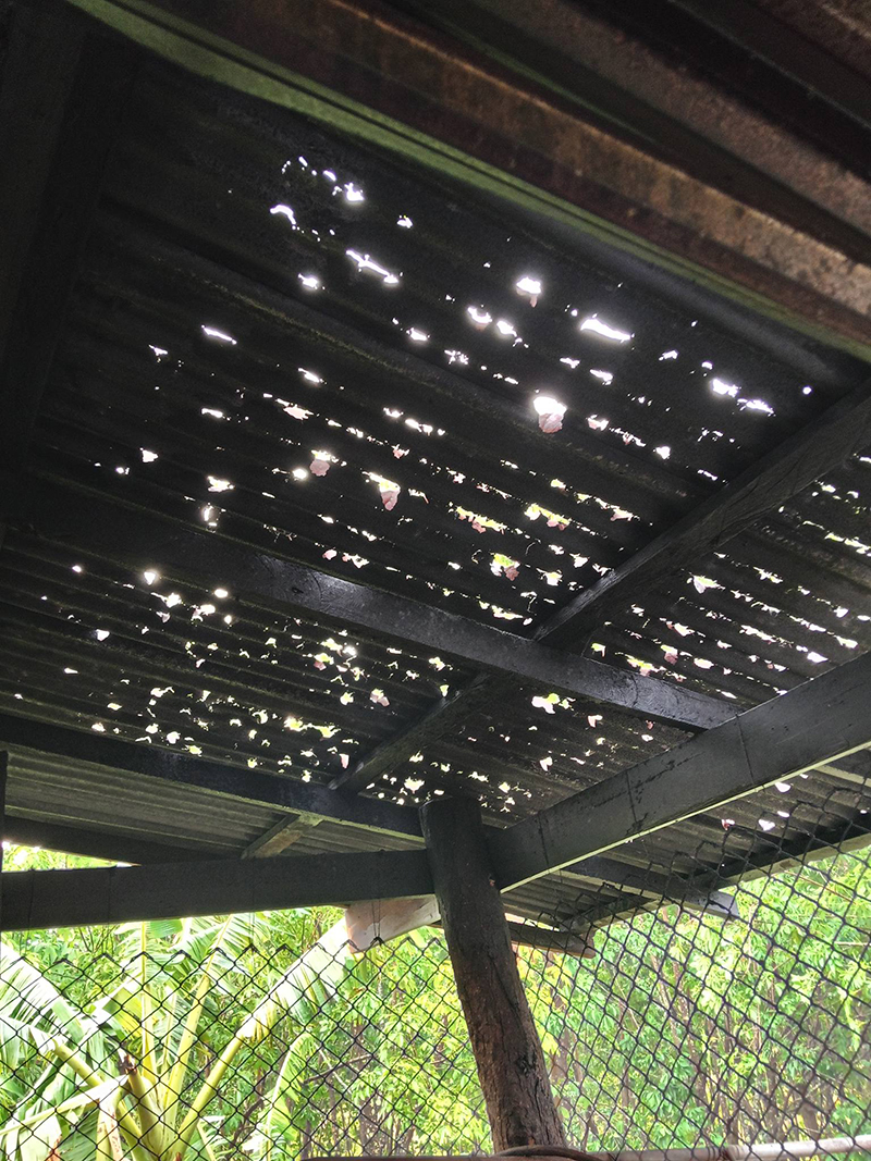 ลูกเห็บ