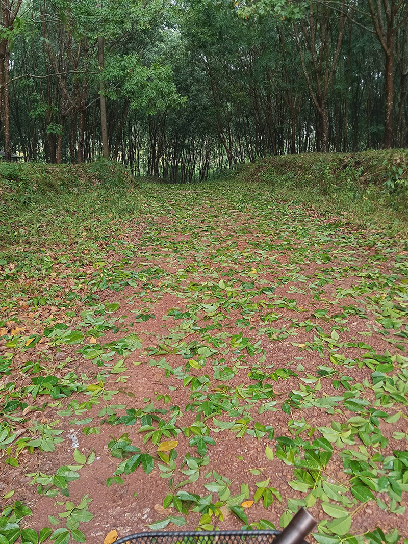 ลูกเห็บ