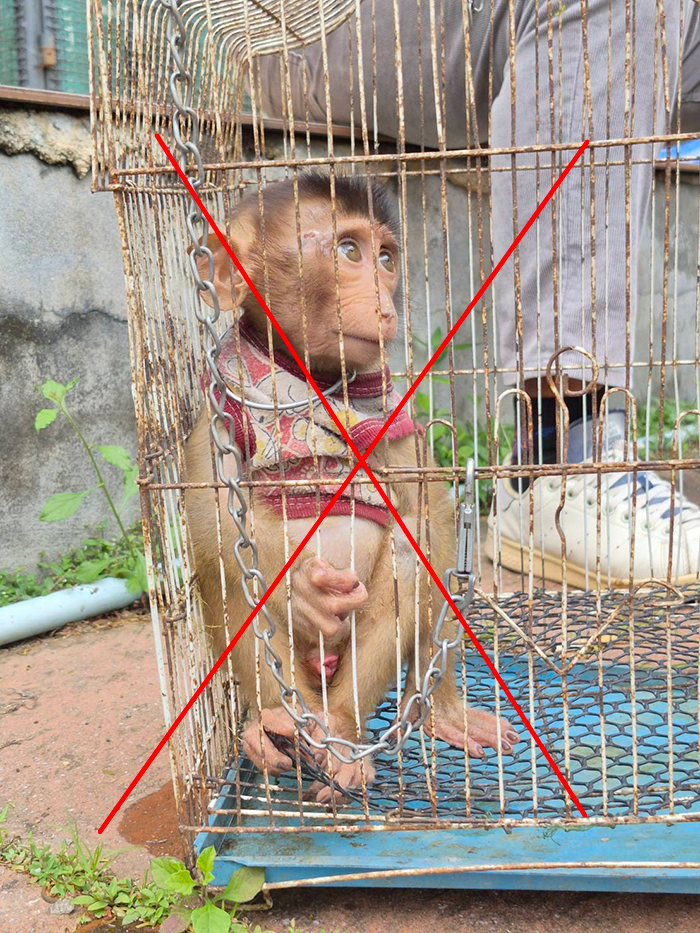 สัตว์ป่า