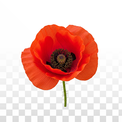 วันทหารผ่านศึก