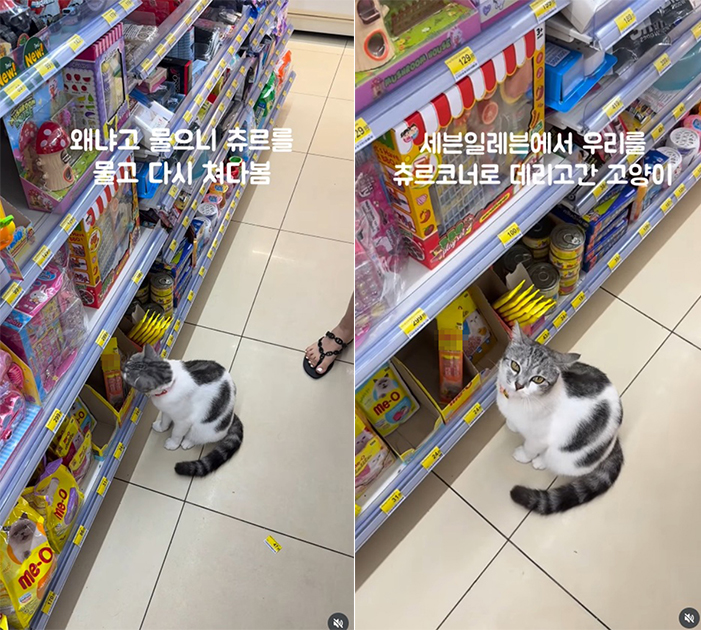 แมวไทย