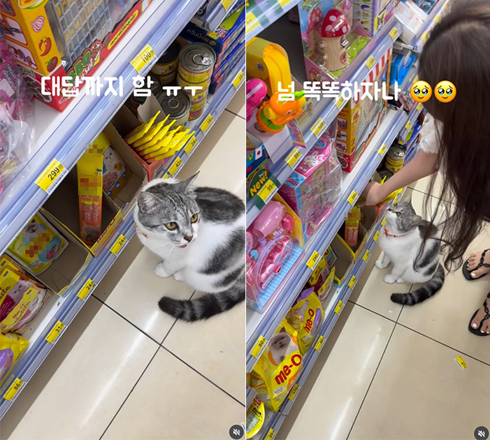 แมวไทย