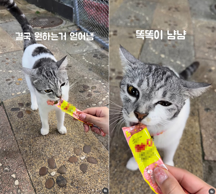 แมวไทย