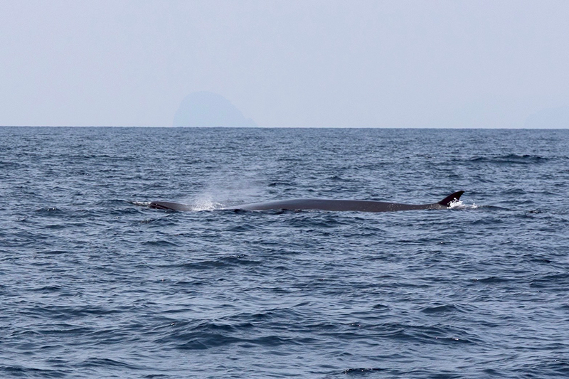 วาฬบรูด้า