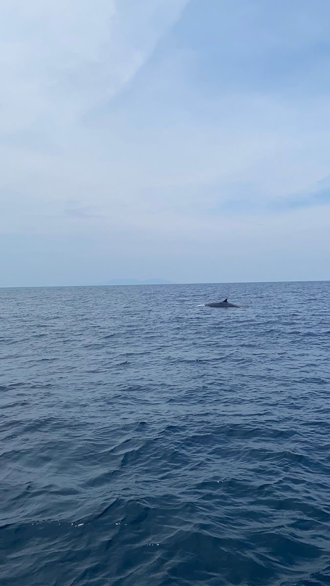 วาฬบรูด้า