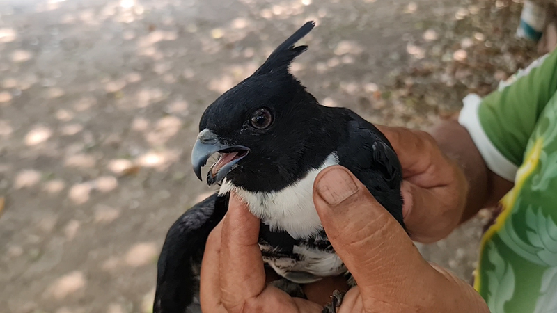 เหยี่ยวกิ้งก่าสีดำ