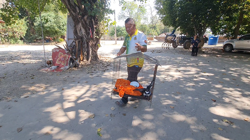 เหยี่ยวกิ้งก่าสีดำ