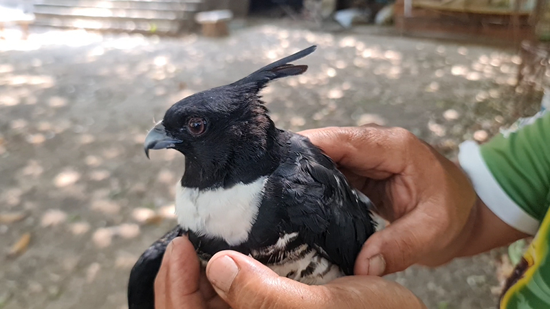 เหยี่ยวกิ้งก่าสีดำ