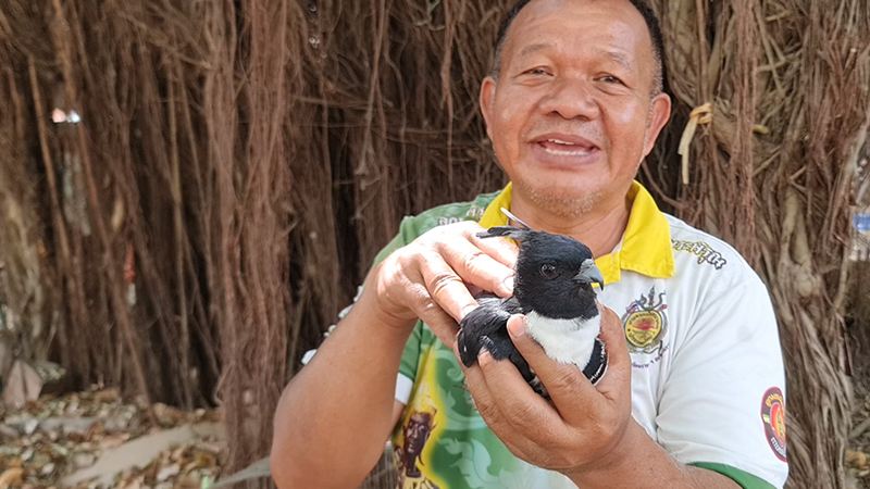 เหยี่ยวกิ้งก่าสีดำ