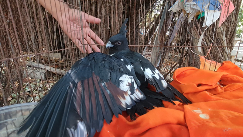 เหยี่ยวกิ้งก่าสีดำ