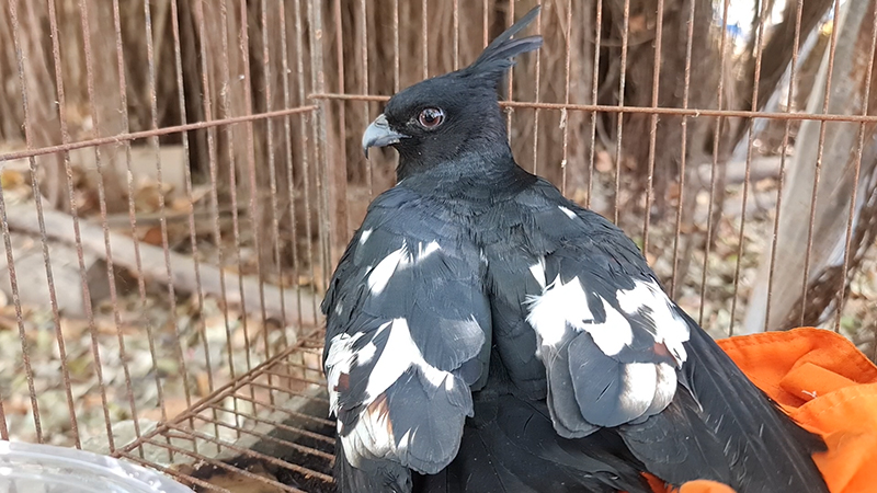 เหยี่ยวกิ้งก่าสีดำ