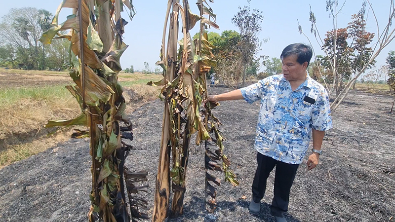 เผาฟางลามไหม้สวน