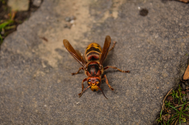 แตนเอเชีย (Asian Hornet) สายพันธุ์รุกรานที่กำลังระบาดหนักในสหราชอาณาจักร