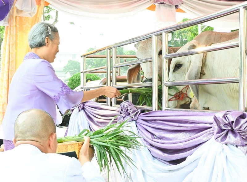 สมเด็จพระกนิษฐา
ธิราชเจ้า กรมสมเด็จ
พระเทพรัตนราชสุดาฯ สยามบรมราชกุมารี เสด็จพระราชดำเนินไปทรงปล่อยโค 1 คู่ และพันธุ์ปลาน้ำจืด 9 ชนิด อาทิ ปลาตะเพียนขาว ปลาตะเพียนทอง รวม 590,000 ตัว เนื่องในโอกาสวันคล้ายวันพระราชสมภพ ณ
ท่าวาสุกรี เมื่อวันพุธ
ที่ 2 เมษายน 2568 เวลา 08.08 น.

