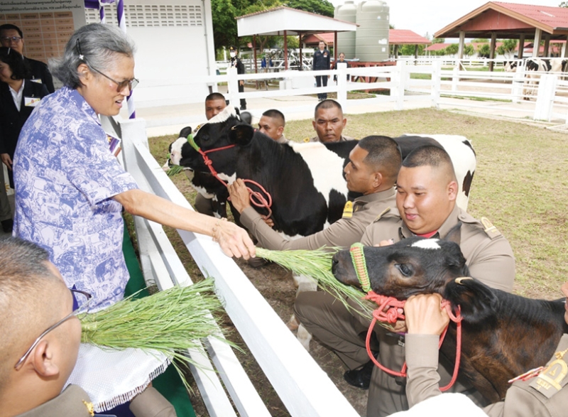 สมเด็จพระกนิษฐาธิราชเจ้า กรมสมเด็จพระเทพรัตนราชสุดาฯ สยามบรมราชกุมารี เสด็จพระราชดำเนินไปทอดพระเนตรโครงการชั่งหัวมัน ตามพระราชดำริ (เขตห้ามล่าสัตว์ป่าเขากระปุก-เขาเตาหม้อ) ทรงติดตามการดำเนินโครงการฯ ด้านเศรษฐกิจพอเพียงและพลังงานทดแทน สู่การสนองพระราชปณิธาน “สืบสาน รักษา ต่อยอด” ณ อำเภอท่ายาง จังหวัดเพชรบุรี เมื่อวันพฤหัสบดีที่ 3 กรกฎาคม 2568 เวลา 09.04 น.