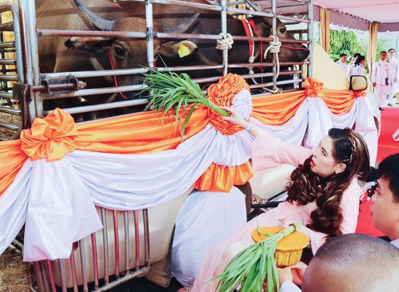 สมเด็จพระเจ้าน้องนางเธอ เจ้าฟ้าจุฬาภรณวลัยลักษณ์ อัครราชกุมารี กรมพระศรีสวางควัฒน วรขัตติยราชนารี เสด็จออก ณ ตำหนักทิพย์พิมาน อำเภอปากช่อง จังหวัดนครราชสีมา ทรงบำเพ็ญพระกุศล ทรงปล่อยนกเขาชวา 69 ตัว กระบือเพศผู้และเพศเมีย 1 คู่ ของส่วนพระองค์ และโคเพศผู้และเพศเมีย 1 คู่ ที่กรมปศุสัตว์ถวาย เนื่องในโอกาสวันคล้ายวันประสูติ เมื่อวันศุกร์ที่ 4 กรกฎาคม 2568 เวลา 09.19 น.