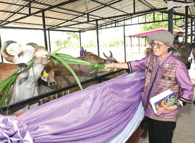 สมเด็จพระกนิษฐา
ธิราชเจ้า กรมสมเด็จ
พระเทพรัตนราชสุดาฯ สยามบรมราชกุมารี เสด็จพระราชดำเนินไปทรงเปิดศูนย์ผลิตพันธุ์สัตว์ปีก
พระราชทาน “เพื่อนช่วยเพื่อน” ภาคตะวันตก และทอดพระเนตรโครงการทหารพันธุ์ดี กรมการทหารช่าง ค่าย
บุรฉัตร อำเภอเมือง
จังหวัดราชบุรี เมื่อวันศุกร์ที่ 4 กรกฎาคม 2568