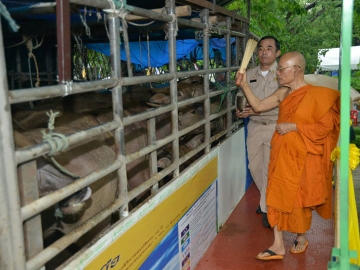 พระธรรมกวี เจ้าอาวาส วัดราชาธิวาสวิหาร ทำพิธีไถ่ชีวิตโค-กระบือ ครั้งที่ 2