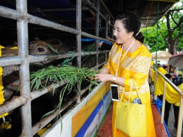 ผาณิต พูนศิริวงศ์ ให้หญ้าแก่โค-กระบือ