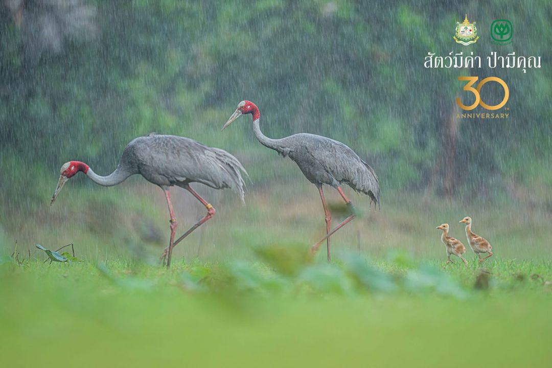 “ครอบครัวนกกระเรียนในสายฝน” โดย พลวัฒน์ ไทยปิ่นณรงค์

