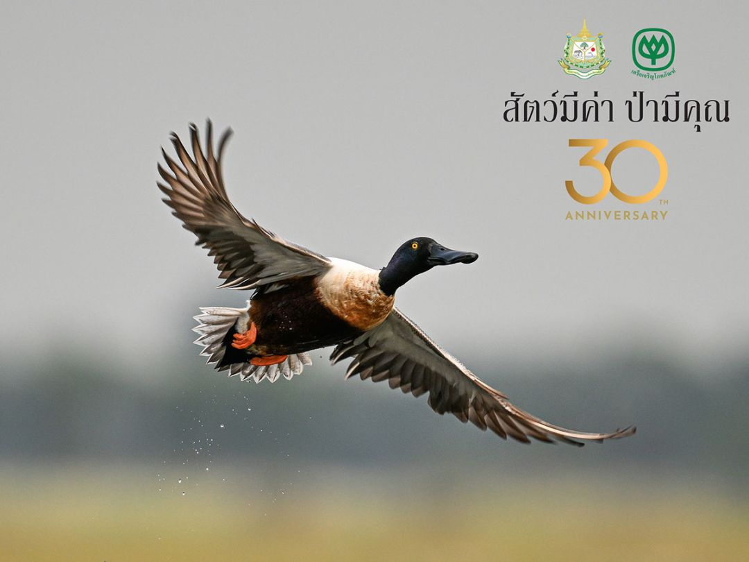 “โผบิน” โดย นิพพิชฒน์ นันทพินิต

