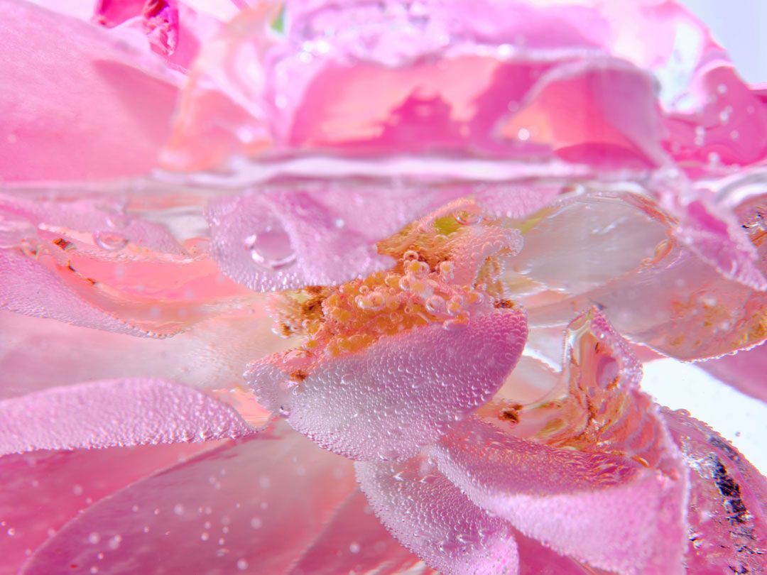 กุหลาบดามัสก์จากบัลแกเรีย