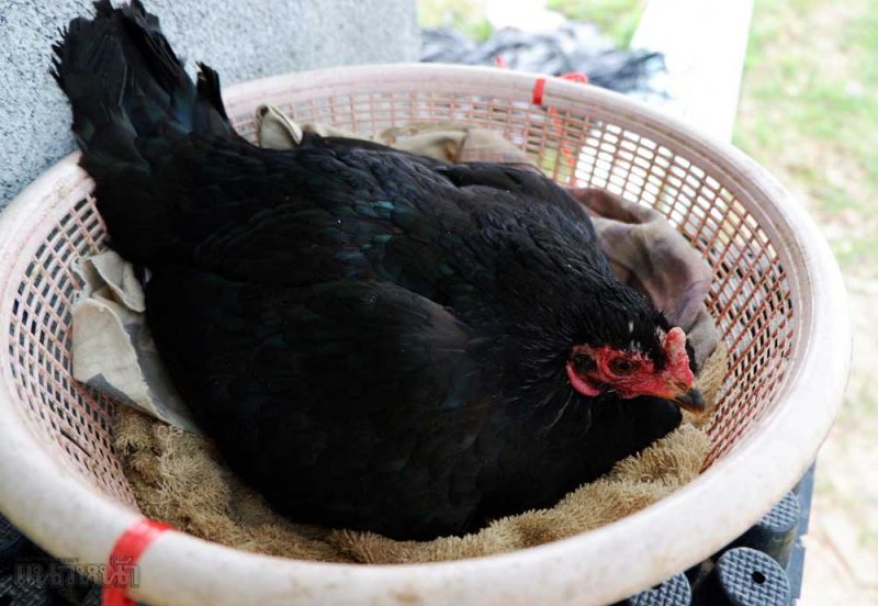 คุณไก่กำลังกกไข่