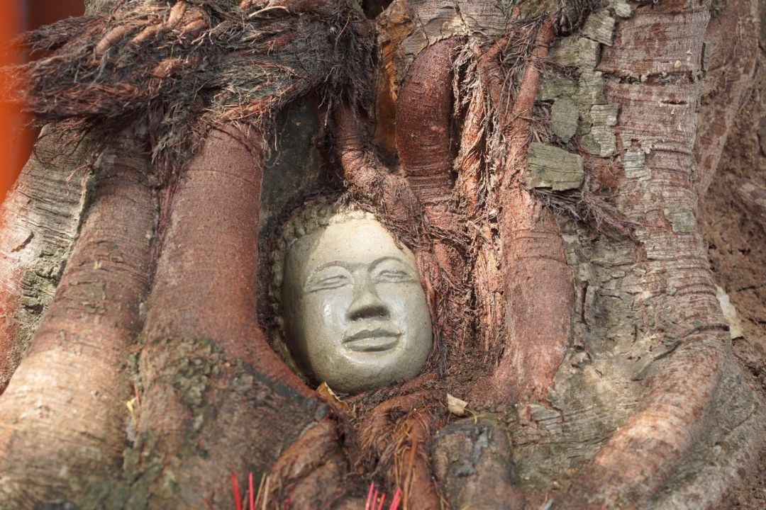 ภาพจากกัมพูชา : วัดในเขมรทำเศียรพระในรากไม้ เลียนแบบอยุธยาเป๊ะ