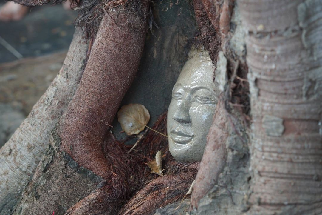 ภาพจากกัมพูชา : วัดในเขมรทำเศียรพระในรากไม้ เลียนแบบอยุธยาเป๊ะ